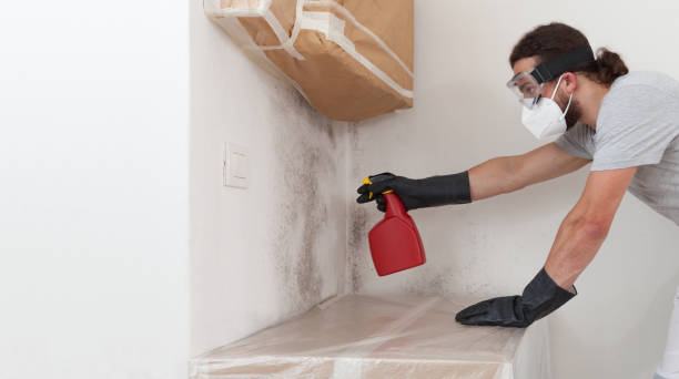 Professional Mold Cleanup technician working in Saugus, MA